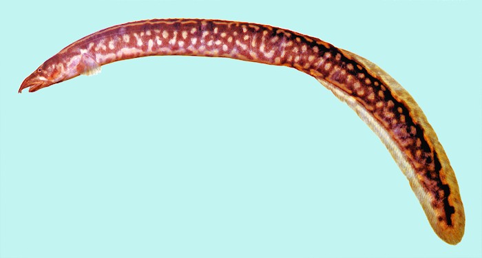 Aethiomastacembelus shiranus, a mastacembelid spiny eel found in Lake Malawi. Photo copyright © by M. K. Oliver