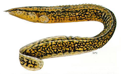 Aethiomastacembelus shiranus, a mastacembelid found in Lake Malawi; illustration from Skelton (1993), used by permission of P.H. Skelton