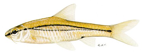 Barbus bifrenatus, a cyprinid
found in Lake Malawi; illustration from Skelton (1993), used by permission
of P.H. Skelton