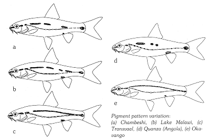 Pigment pattern variation in Barbus bifrenatus, a cyprinid
found in Lake Malawi; illustration from Skelton (1993), used by permission
of P.H. Skelton