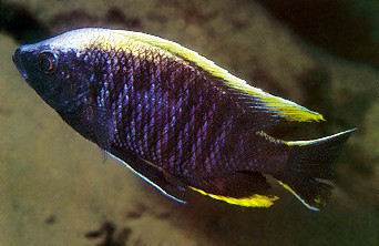 Copadichromis geertsi, male, photo by Ad Konings,
from Konings (1999), used by permission