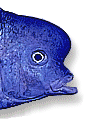 "Cichlid Fishes of Lake Malawi, africa" icon