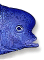 Cichlid Fishes of Lake Malawi, africa
