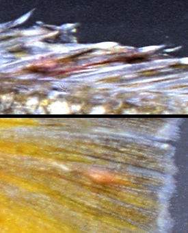Closeup of Lernaea lophiara, a parasitic copepod, on the dorsal and caudal fins. Photo © M.K. Oliver.