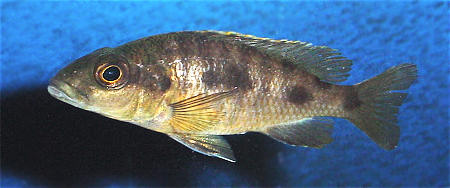 Female O. lithobates in an aquarium, photo © by M.K. Oliver, Ph.D.