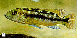 Melanochromis baliodigma photo,
from Ribbink et al. (1983)