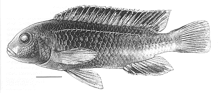 Holotype of Melanochromis cyaneorhabdos, from Bowers
& Stauffer (1997); used by permission