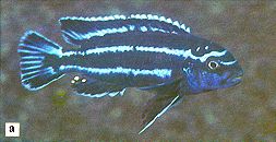 Melanochromis cyaneorhabdos, photo from Ribbink et al.
(1983); used by permission