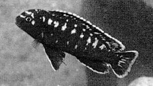 Melanochromis elastodema, underwater photo from Bowers & Stauffer (1997)