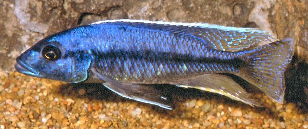 Taeniochromis holotaenia reportedly collected at Mbenji Island. Photo by Mark Smith used by permission