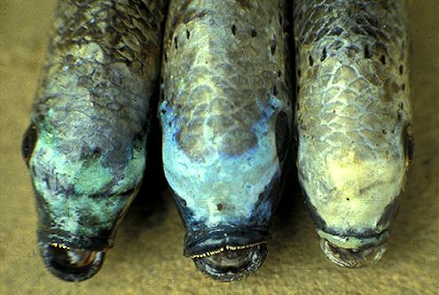Variation in head color, Oreochromis squamipinnis, photo © by G.F. Turner
