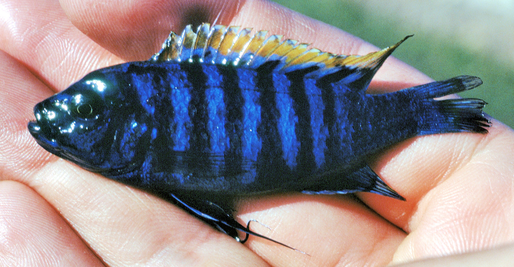 Male Cynotilapia afra fresh from the water at Nkhata Bay, Malawi; photo © by M.K. Oliver, Ph.D.
