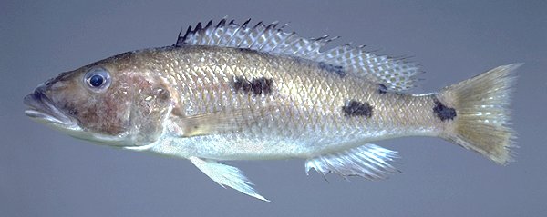 Exochochromis anagenys, holotype, photo © 1999 M. K. Oliver