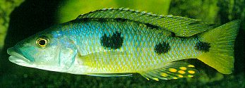 Exochochromis anagenys, photo © Ad Konings; used by permission