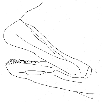 Exochochromis anagenys, drawing © 1984 M. K. Oliver