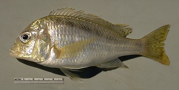 Another Mylochromis anaphyrmus, photo copyright © by
M. K. Oliver