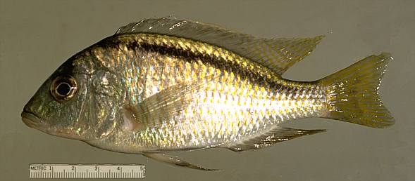 Mylochromis anaphyrmus, photo copyright © by M. K. Oliver