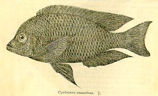 Protomelas annectens, photo copyright © by M. K. Oliver