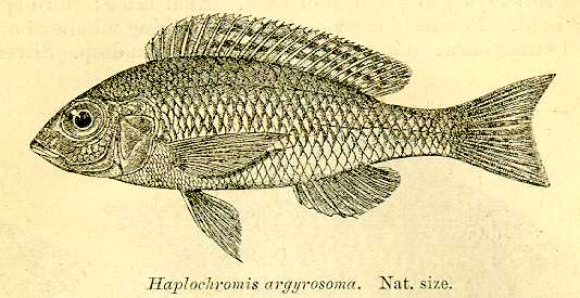 Otopharynx argyrosoma, from Regan (1922)