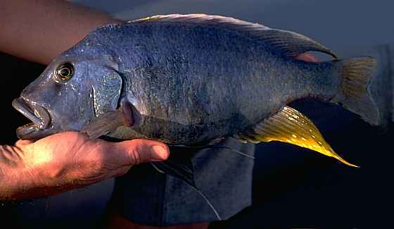 Buccochromis atritaeniatus, photo by M.K. Oliver