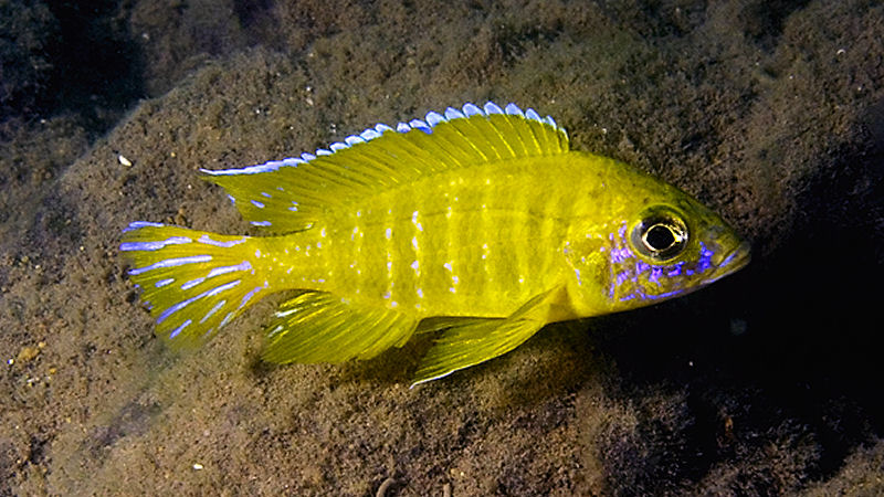 Aulonocara stuartgranti `maleri`, photographed at Nankoma Island in the Maleri Islands, © by Larry Johnson