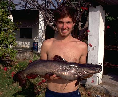 Bagrus meridionalis held by Dr. Thomas Kocher,
photo copyright © by M. K. Oliver