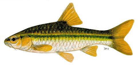 Barbus eutaenia, a cyprinid
found in Lake Malawi; illustration from Skelton (1993), used by permission
of P.H. Skelton