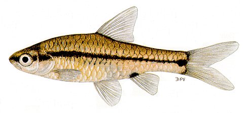 Barbus macrotaenia, a cyprinid
found in Lake Malawi; illustration from Skelton (1993), used by permission
of P.H. Skelton