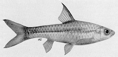 Barbus radiatus, a cyprinid
found in Lake Malawi; illustration from Jubb (1967), used by permission
of A. A. Balkema Publishers