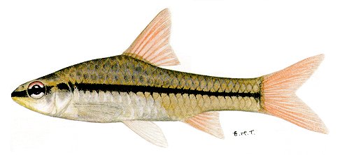 Barbus radiatus, a cyprinid
found in Lake Malawi; illustration from Skelton (1993), used by permission
of P.H. Skelton