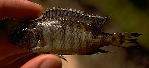 Aulonocara brevirostre, photo by M.K. Oliver