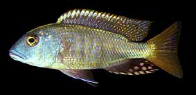 Buccochromis oculatus, male; photo by Erwin Schraml