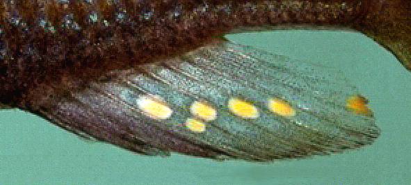 Astatotilapia calliptera, anal fin, photo copyright © 1997 by M. K. Oliver