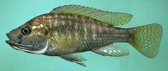 Astatotilapia calliptera, photo copyright © 1997
by M. K. Oliver