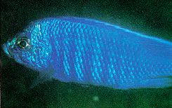 Copadichromis azureus, male; photo by Ad Konings