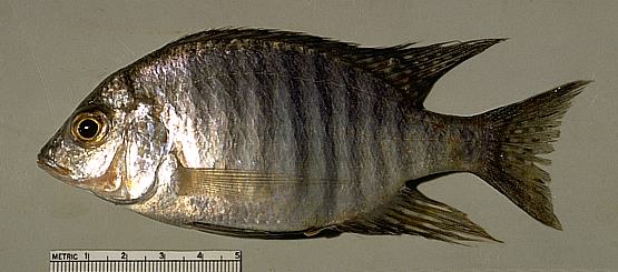 Lethrinops sp. C, photo copyright © by M. K. Oliver