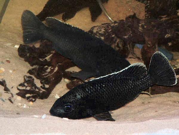 Jaws of Oreochromis karongae, photo © by G.F. Turner
