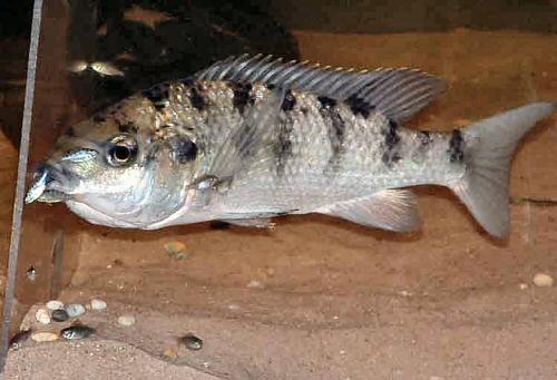 Jaws of Oreochromis karongae, photo © by G.F. Turner