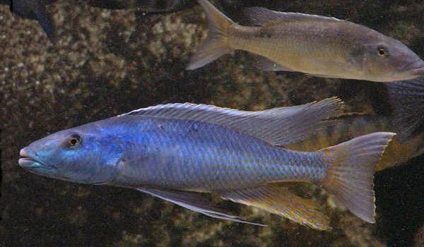 Champsochromis caeruleus,
photo © by Frank Panis used by permission