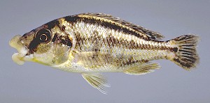 Cheilochromis euchilus, photo © M.K. Oliver