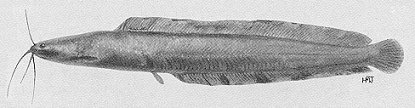 Clarias theodorae, a clariid catfish
found in Lake Malawi; illustration from Jubb (1967), used by permission
of A. A. Balkema Publishers