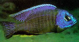 Copadichromis mbenjii, male; photo by Ad Konings