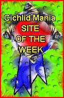 CichlidMania - Mike Hanlon (site now defunct)