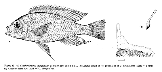 Cyathochromis obliquidens, drawings from Ribbink et al. (1983)