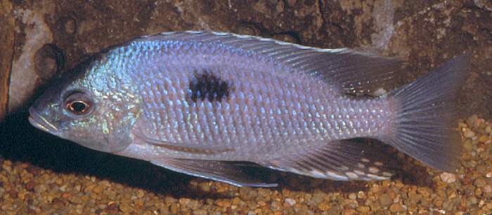 Copadichromis pleurostigma, photo copyright © by Mark P. Smith,
used by permission