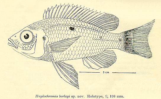 Copadichromis borleyi, drawing of holotype