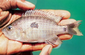 Copadichromis geertsi, female, photo by
Ad Konings, from Konings (1999), used by permission