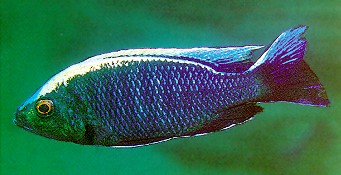 Copadichromis ilesi, male, photo by Ad Konings,
from Konings (1999), used by permission