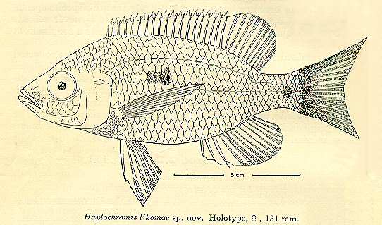 Copadichromis likomae, drawing of holotype