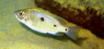Copadichromis trewavasae, female, photo by Ad Konings,
from Konings (1999), used by permission
